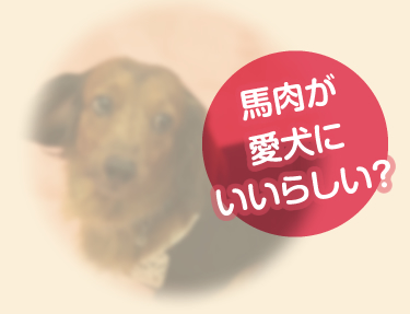 犬用 特選馬ミンチ 馬肉100 生食可能 馬肉販売専門店 大阪馬肉屋